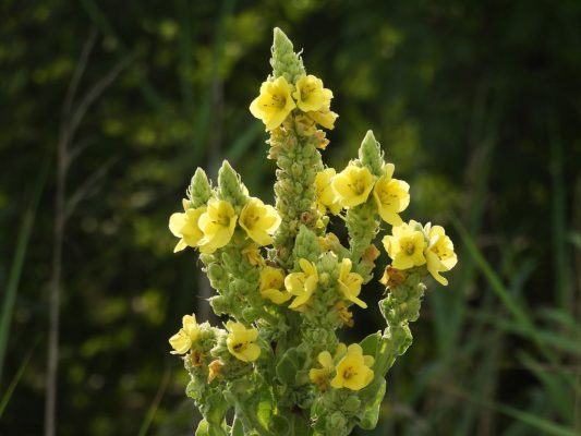 native wildflower in delaware